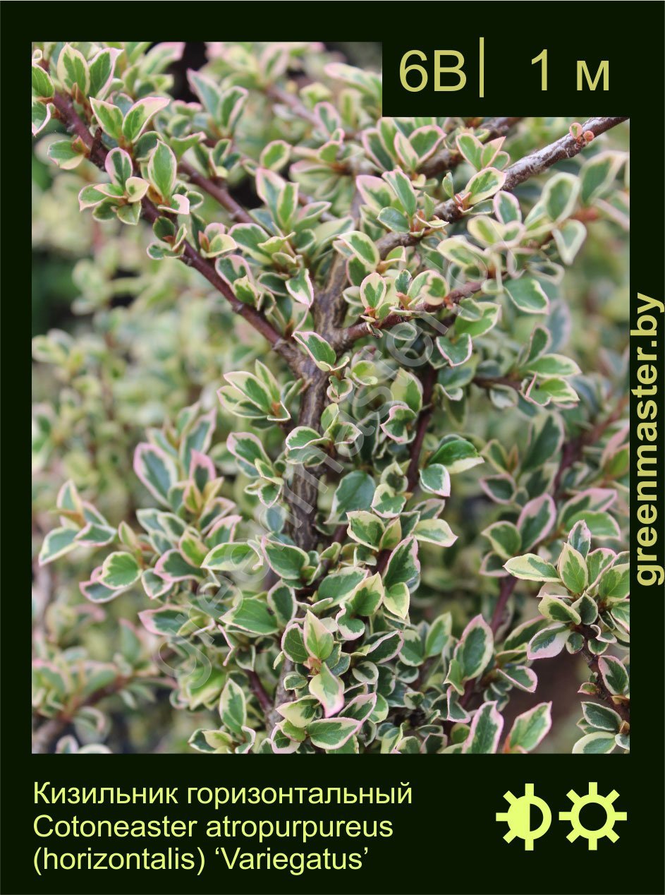 Кизильник-горизонтальный-Cotoneaster-atropurpureus-(horizontalis)-‘Variegatus’