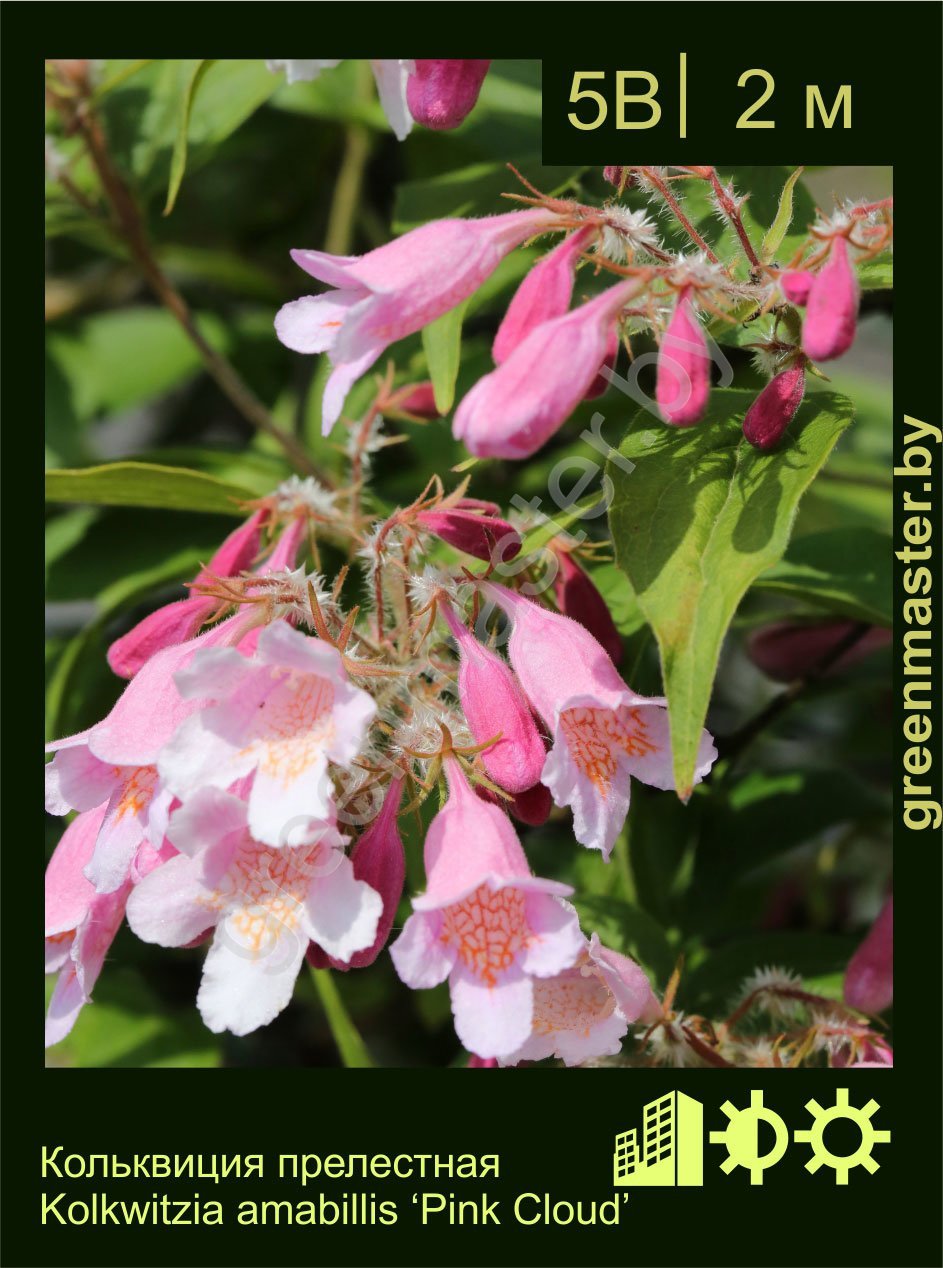 Кольквиция-прелестная-Kolkwitzia-amabilis-‘Pink-Cloud’