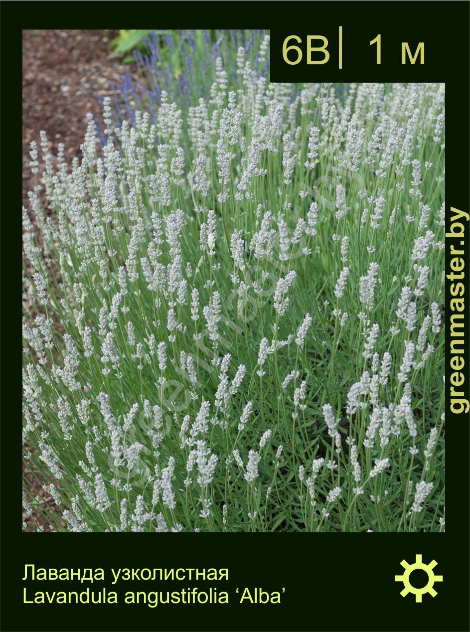Лаванда-узколистная-Lavandula-angustifolia-‘Alba’