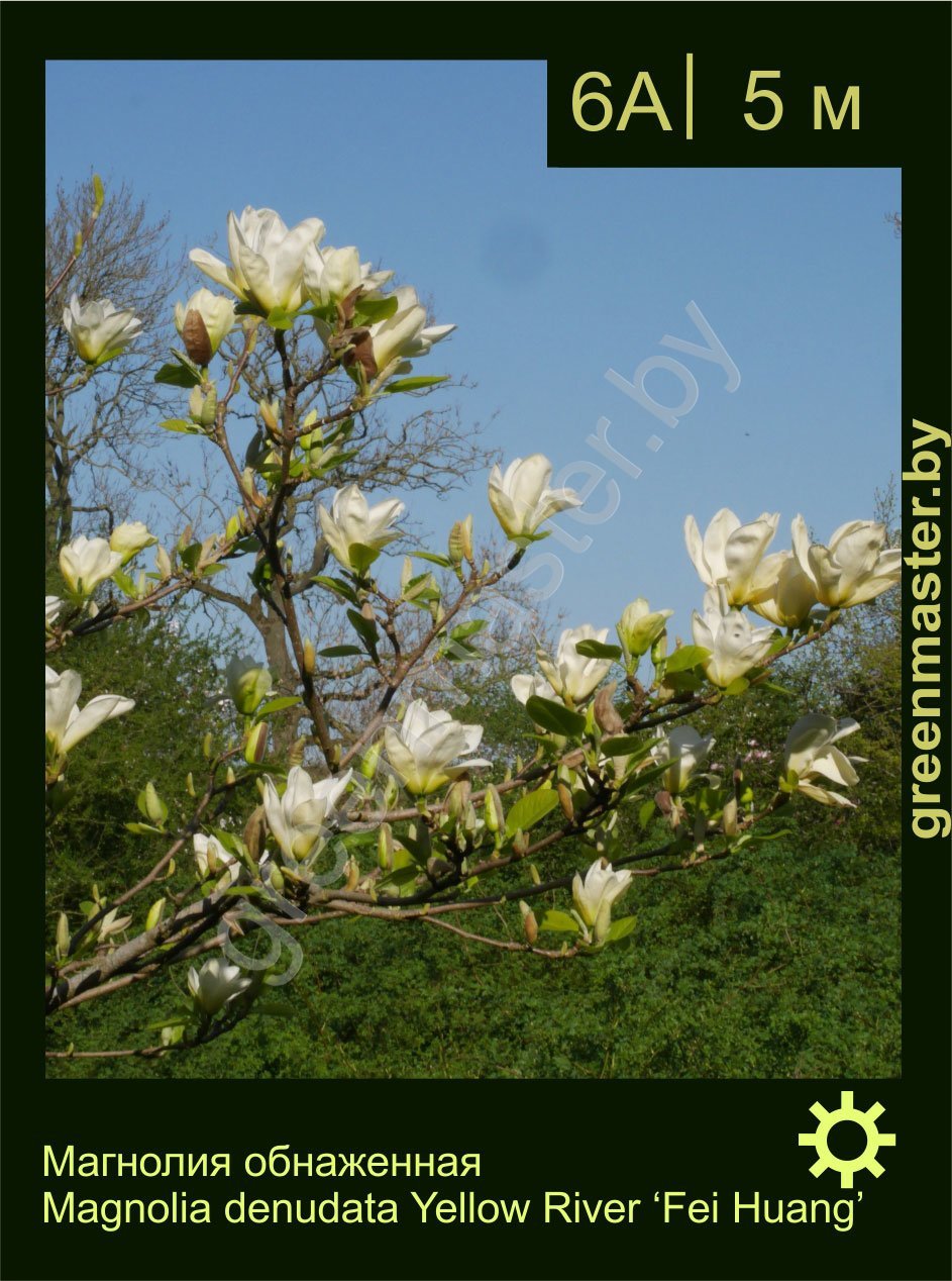 Магнолия-обнаженная-Magnolia-denudata-Yellow-River-‘Fei-Huang’