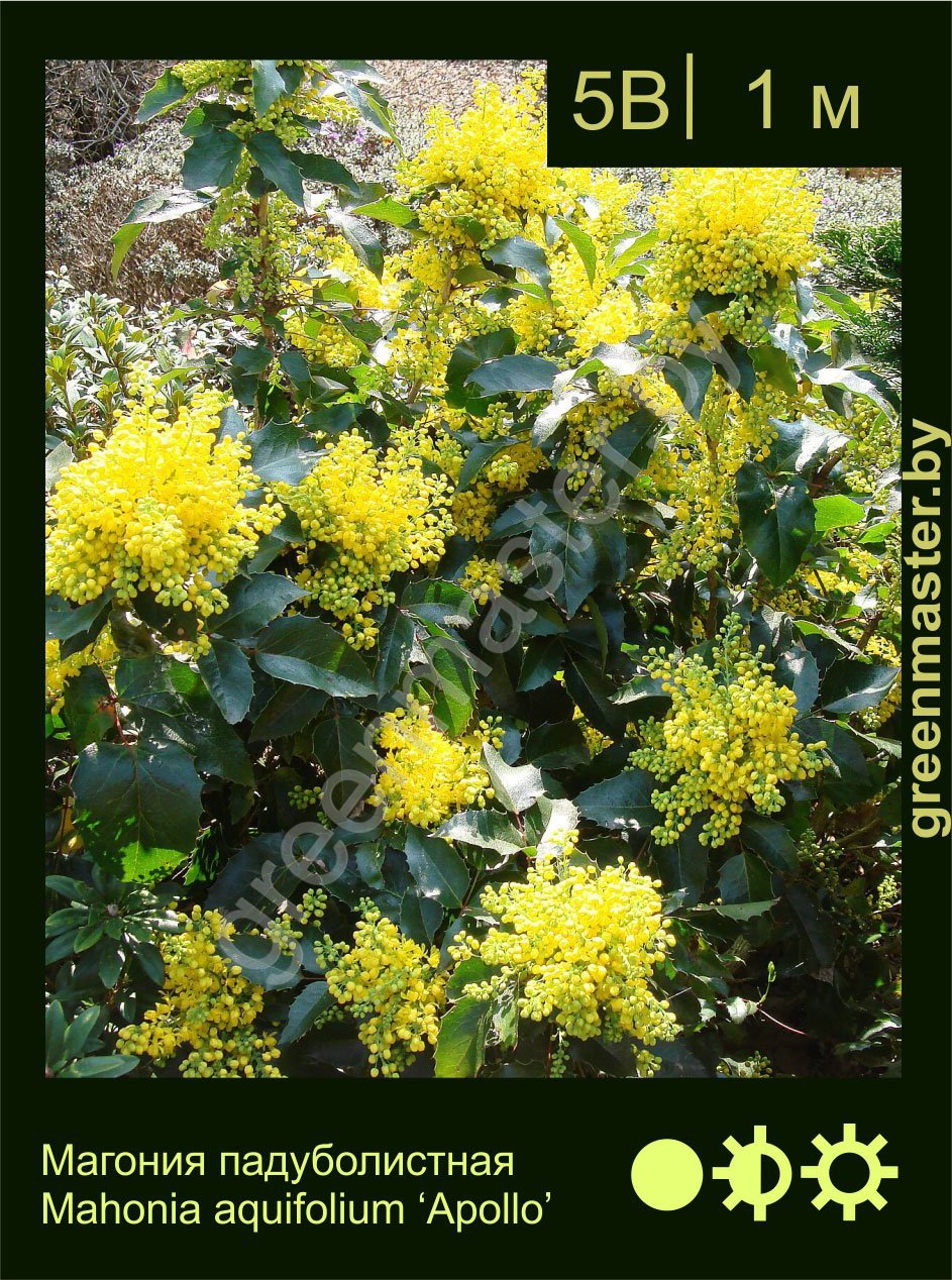 Магония-падуболистная-Mahonia-aquifolium-‘Apollo’