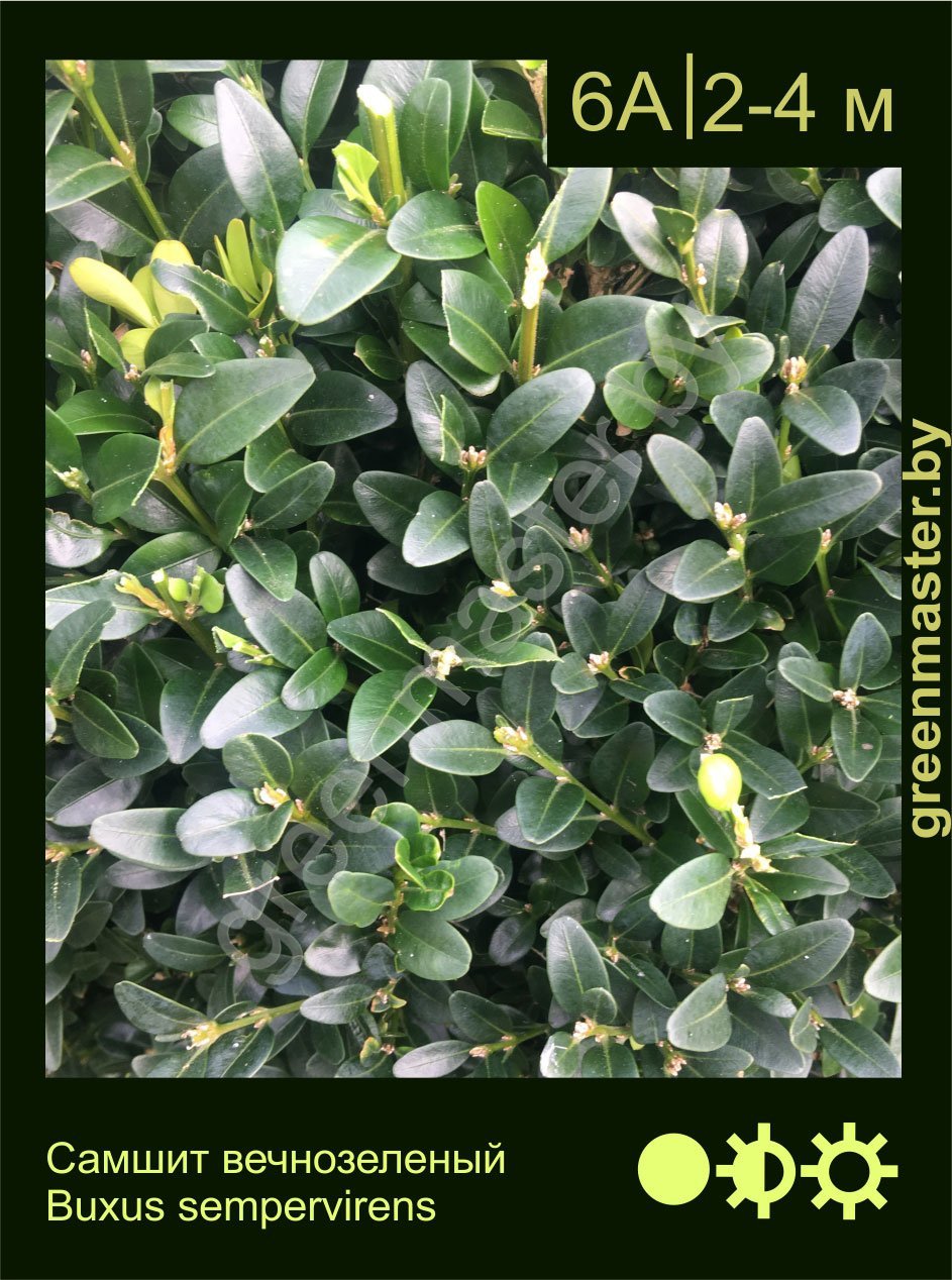 Самшит-вечнозеленый-Buxus-sempervirens