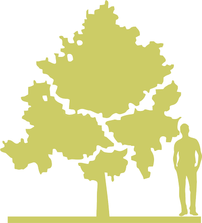2-siluet-klen-yasenelistnyy-acer-negundo-kellys-gold.png