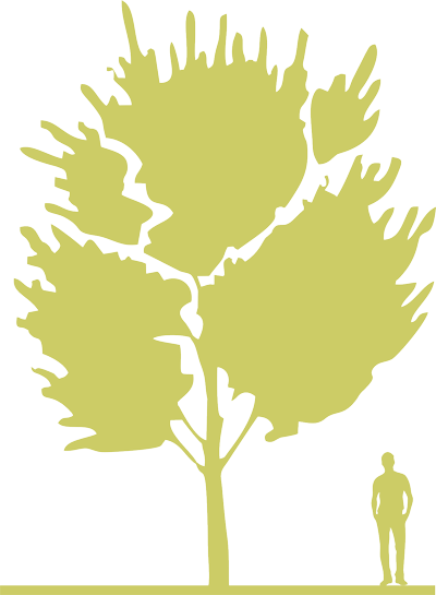 2-sliva-rastopyrennaya-prunus-cerasifera-nigra.png