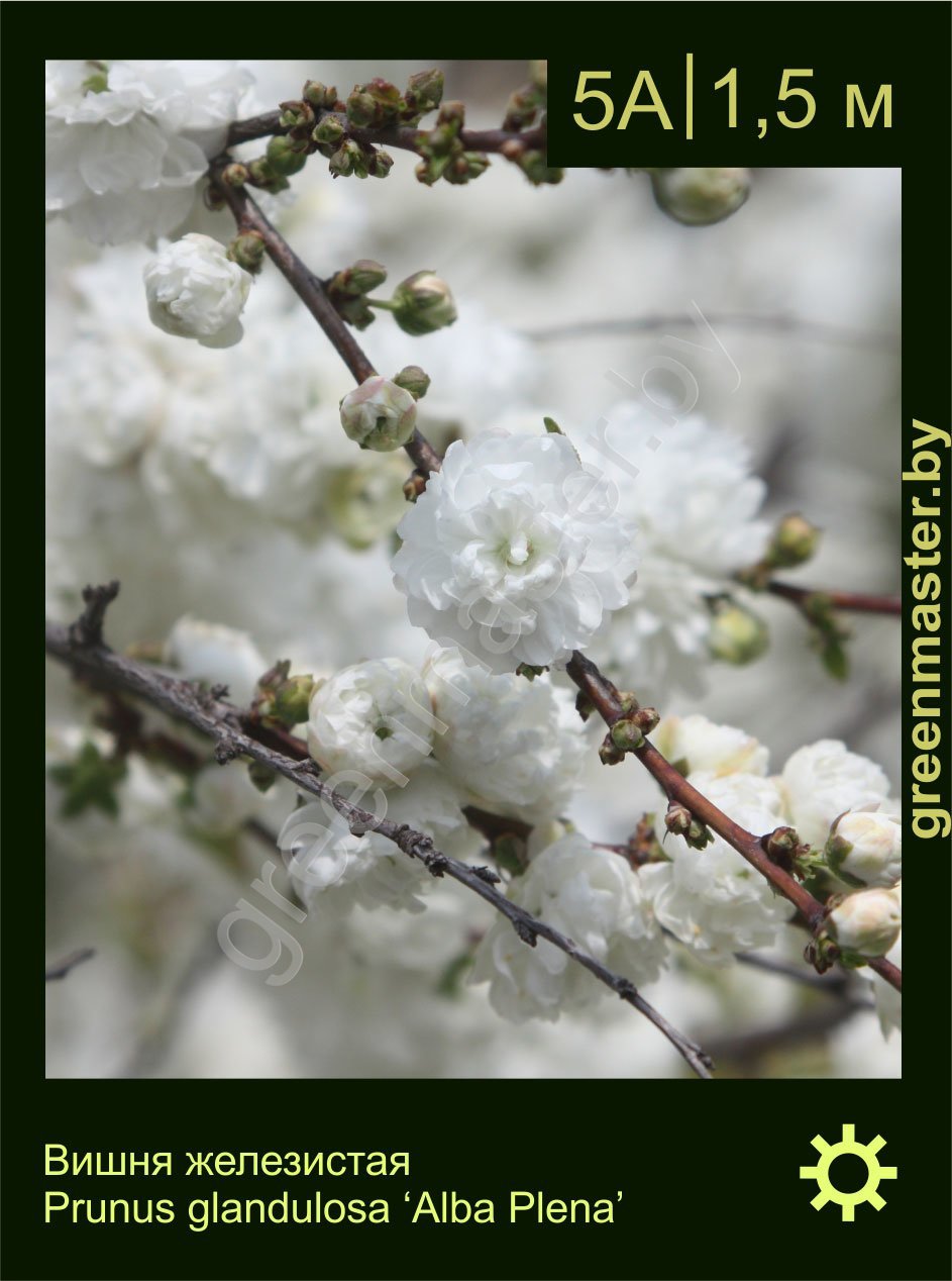 Вишня-железистая-Prunus-glandulosa-‘Alba-Plena’