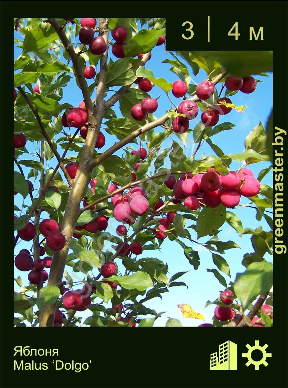 Яблоня-Malus-‘Dolgo’