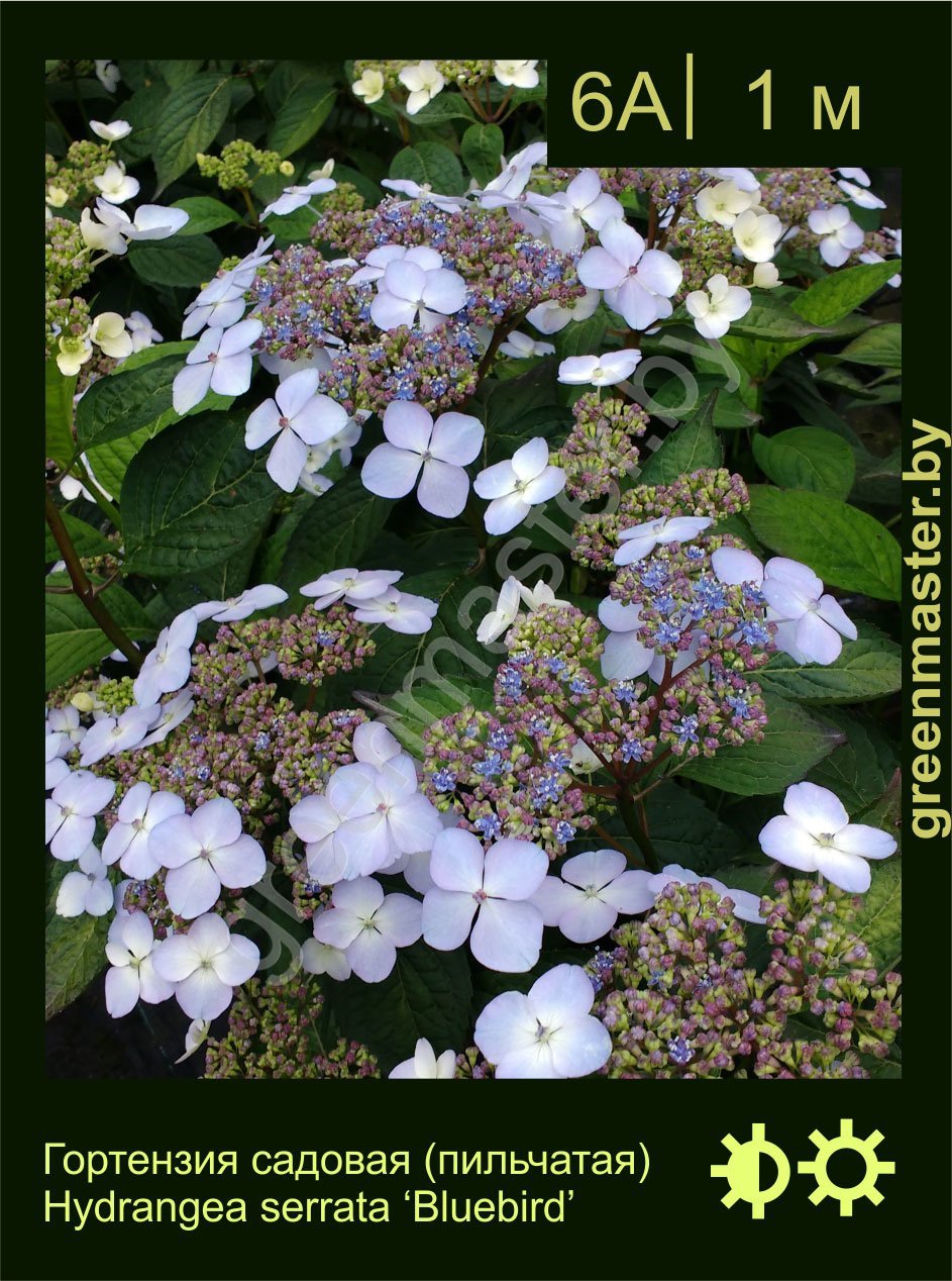 Гортензия-садовая-(пильчатая)-Hydrangea-serrata-‘Bluebird’