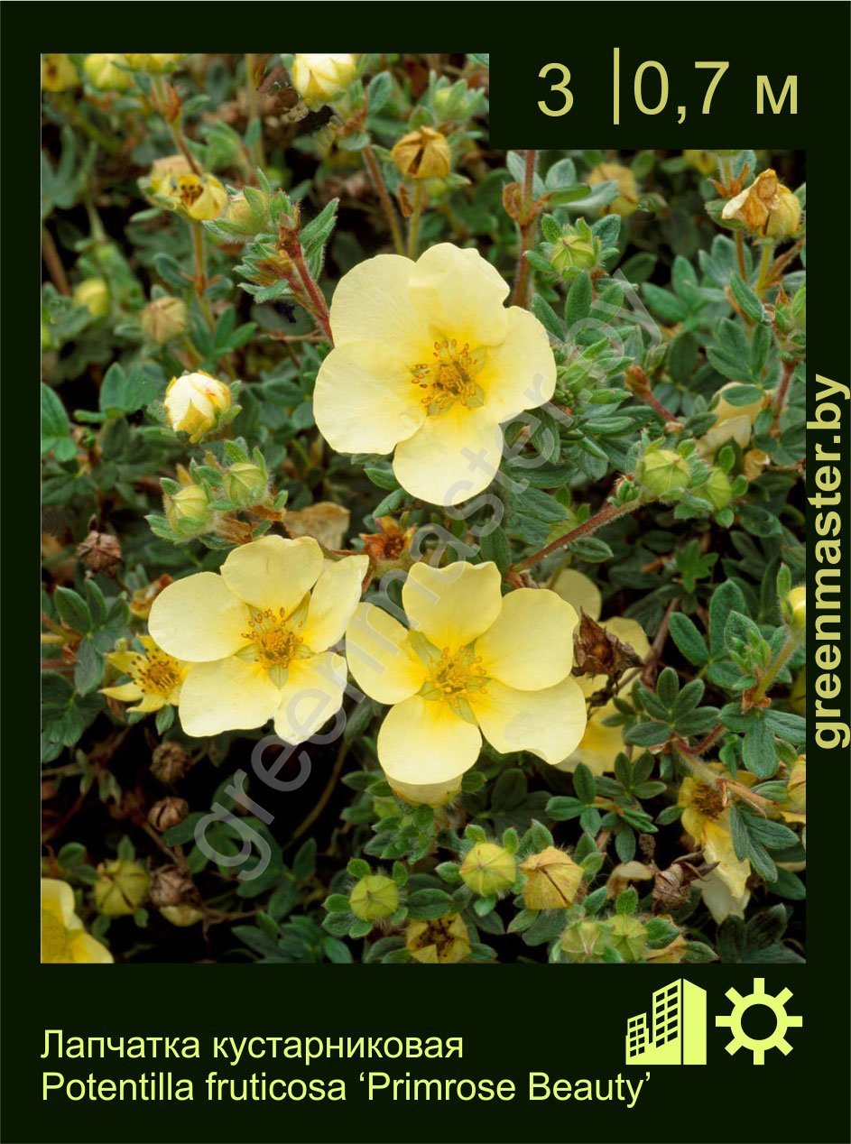 Лапчатка-кустарниковая-Potentilla-fruticosa-‘Primrose-Beauty’