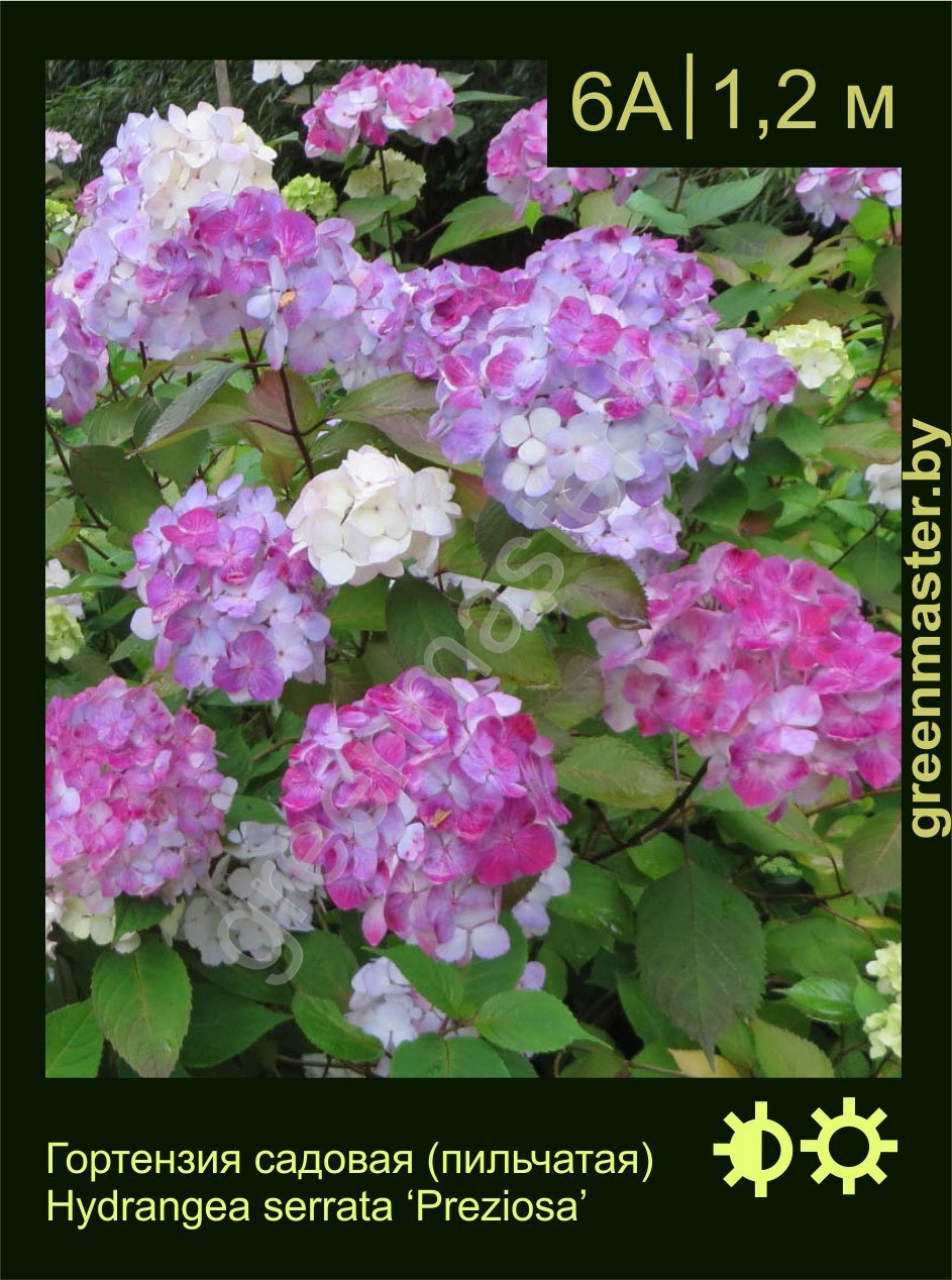 Гортензия-садовая-(пильчатая)-Hydrangea-serrata-‘Preziosa’-1