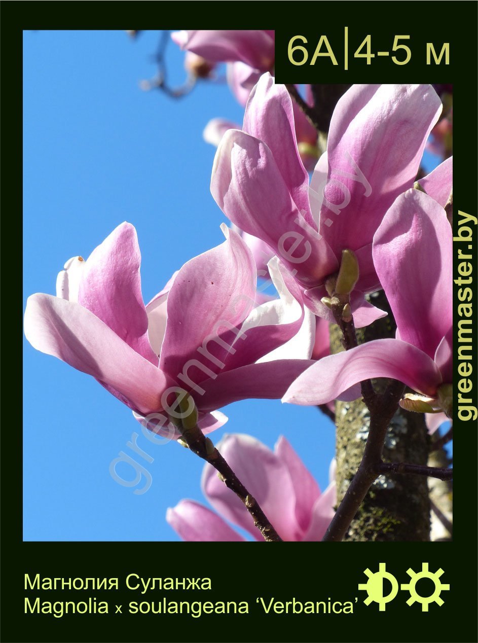 Магнолия-Суланжа-Magnolia-х-soulangeana-‘Verbanica’