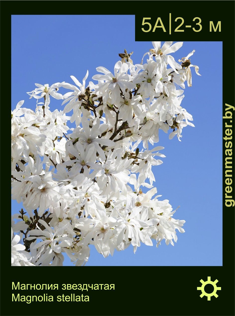 Магнолия-звездчатая-Magnolia-stellata