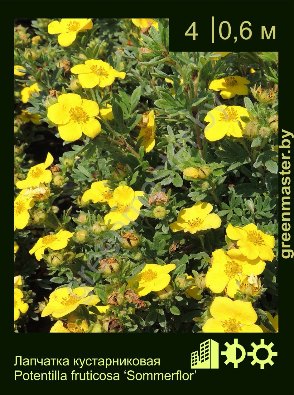 Лапчатка-кустарниковая-Potentilla-fruticosa-‘Sommerflor’