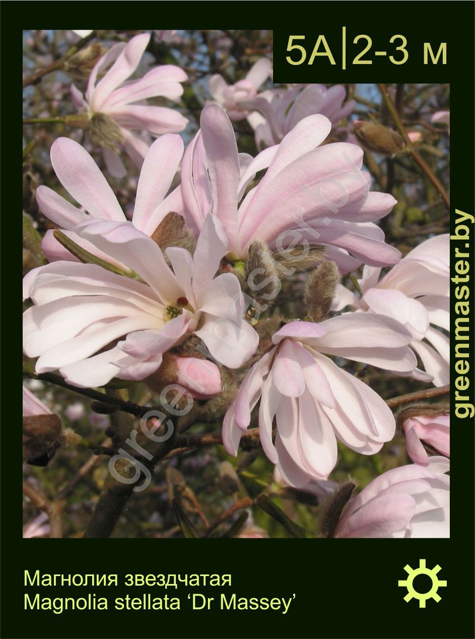 Магнолия-звездчатая-Magnolia-stellata-Dr-Massey