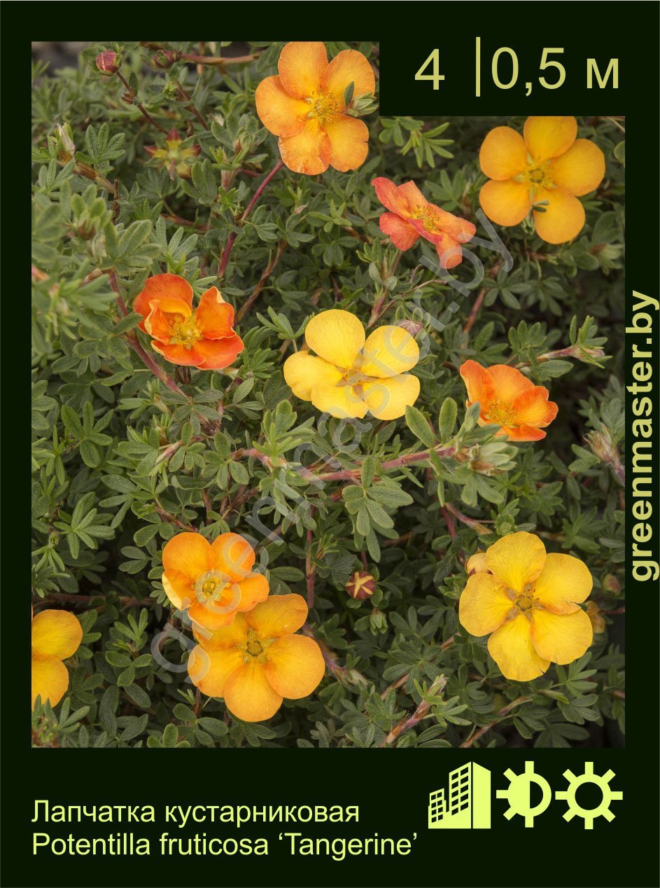 Лапчатка-кустарниковая-Potentilla-fruticosa-‘Tangerine’