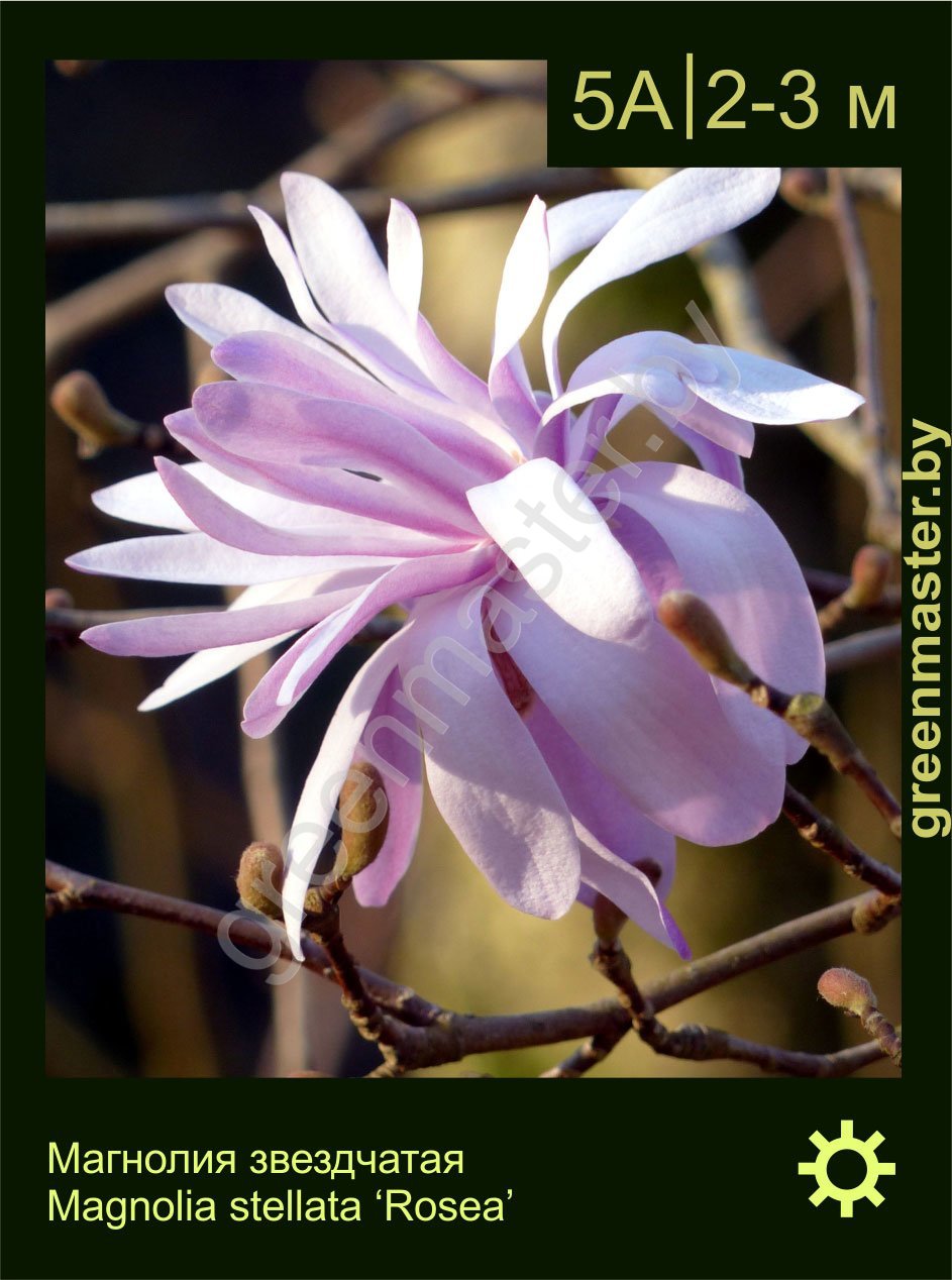 Магнолия-звездчатая-Magnolia-stellata-‘Rosea’