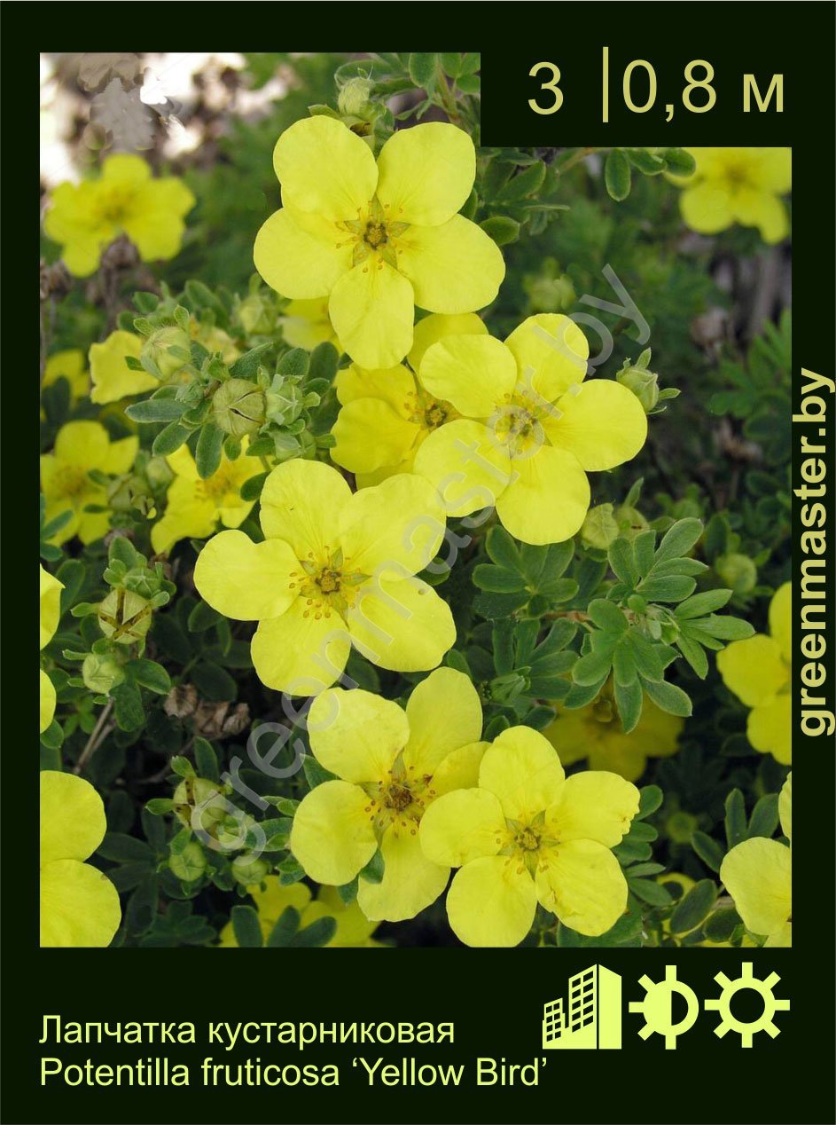 Лапчатка-кустарниковая-Potentilla-fruticosa-'Yellow-Bird'