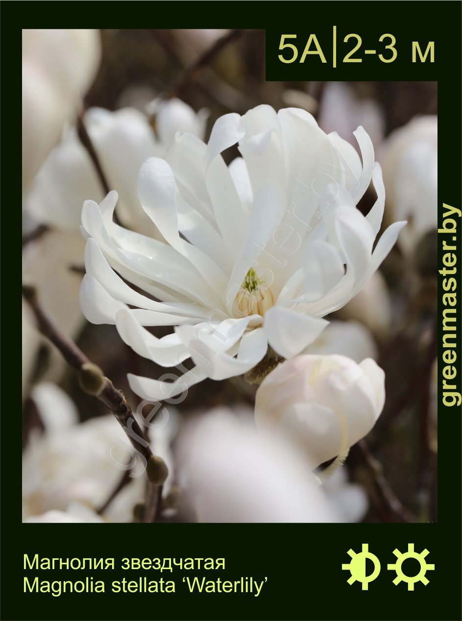Магнолия-звездчатая-Magnolia-stellata-‘Waterlily’