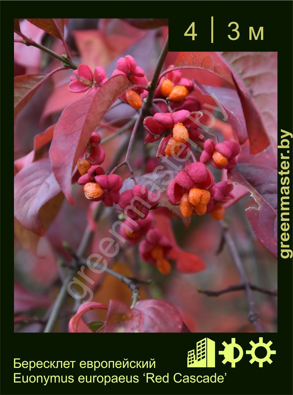 Бересклет-европейский-Euonymus-europaeus-‘Red-Cascade’