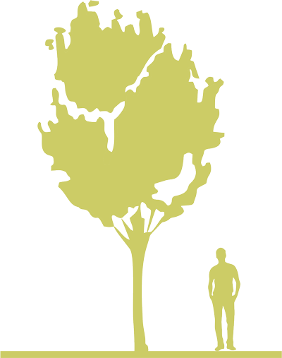 3-boyaryshnik-odnopestichnyy-crataegus-monogyna-stricta-siluet.png