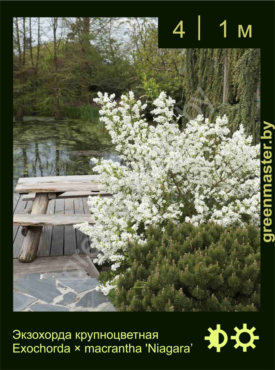 Экзохорда-крупноцветная-Exochorda-×-macrantha-'Niagara’
