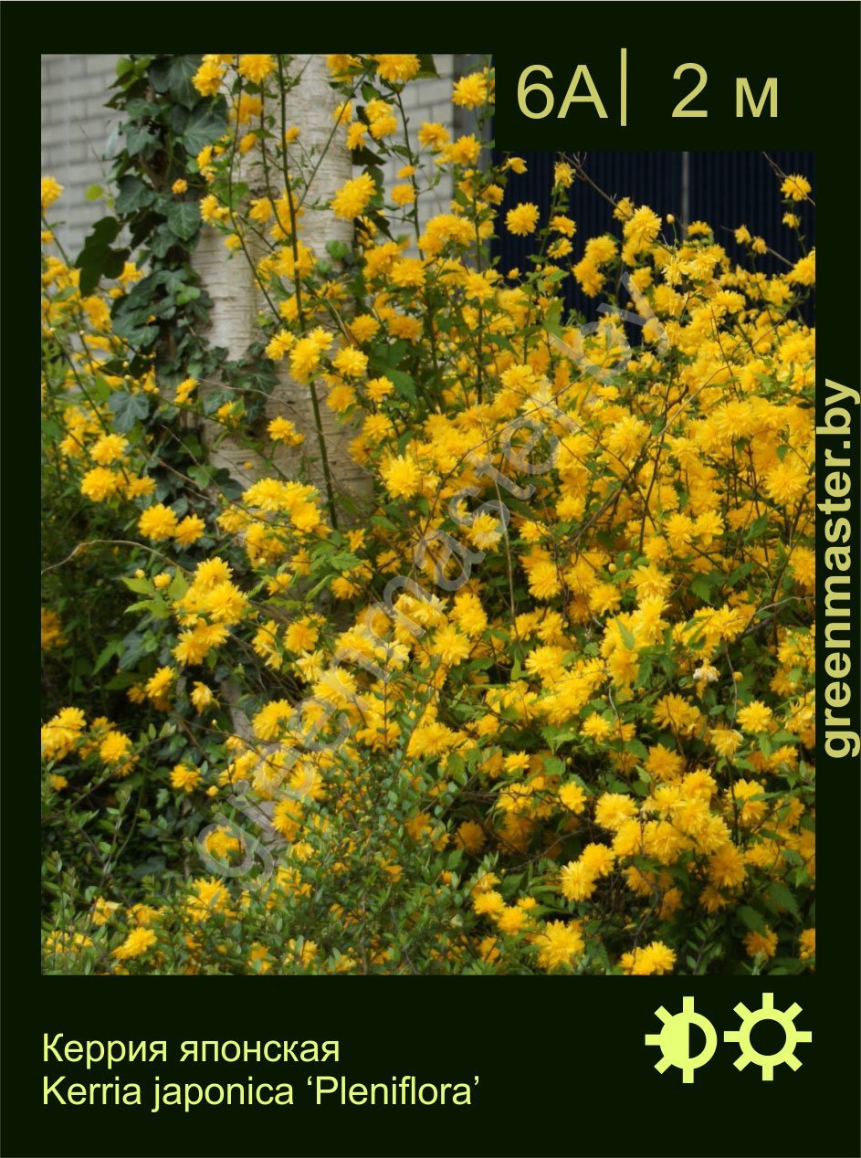 Керрия-японская-Kerria-japonica-‘Pleniflora’