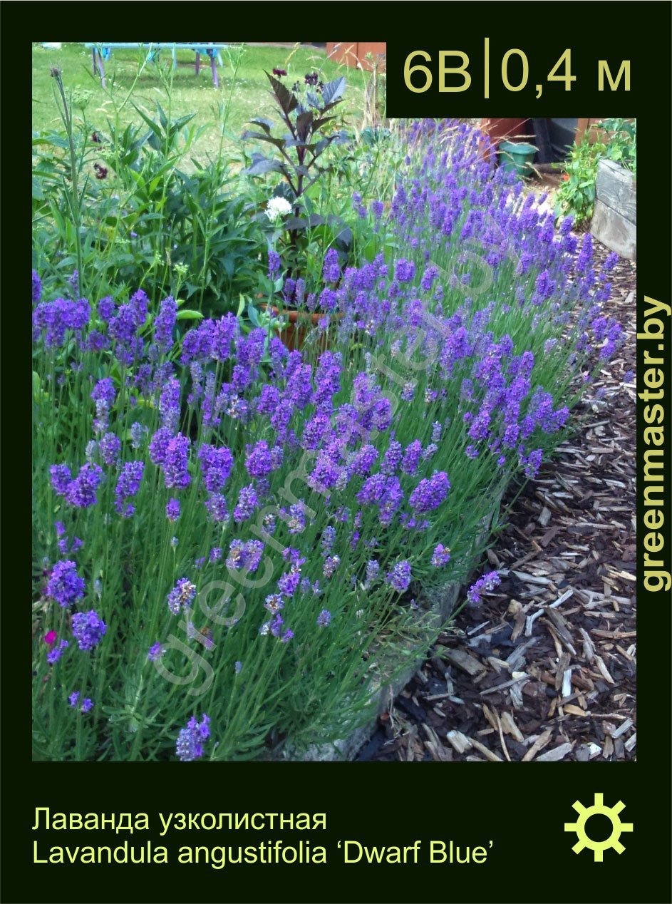 Лаванда-узколистная-Lavandula-angustifolia-‘Dwarf-Blue’