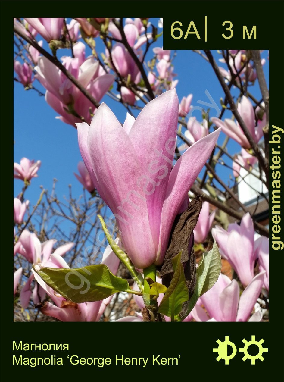 Магнолия-Magnolia-‘George-Henry-Kern’