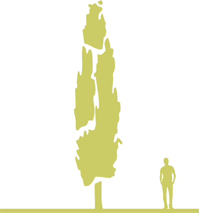 3-osina-drozhashchaya-populus-tremula-erecta-siluet.png