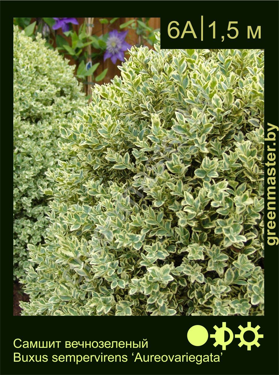 Самшит-вечнозеленый-Buxus-sempervirens-‘Aureovariegata’
