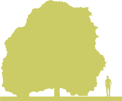 3-siluet-klen-yasenelistnyy-acer-negundo-odessanum.png
