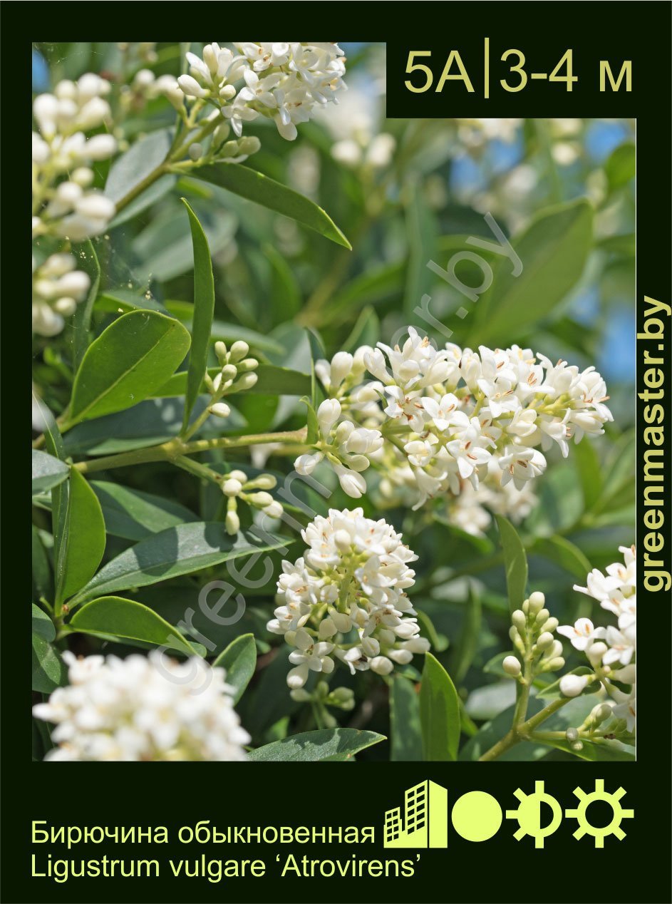 Бирючина-обыкновенная-Ligustrum-vulgare-‘Atrovirens’