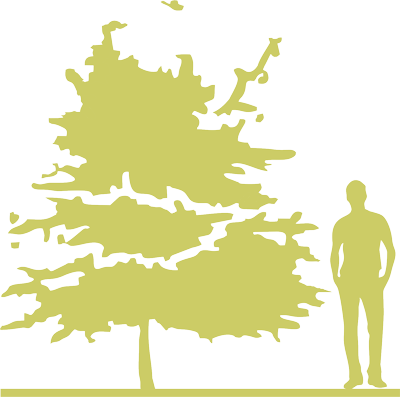 4-boyaryshnik-odnopestichnyy-crataegus-monogyna-variegata-siluet.png