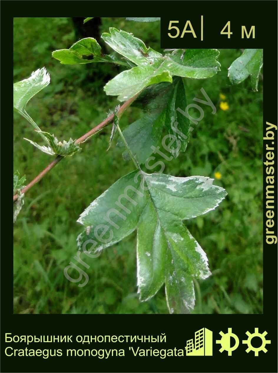 Боярышник однопестичный Crataegus monogyna 'Variegata’ Боярышник-однопестичный-Crataegus-monogyna-'Variegata’