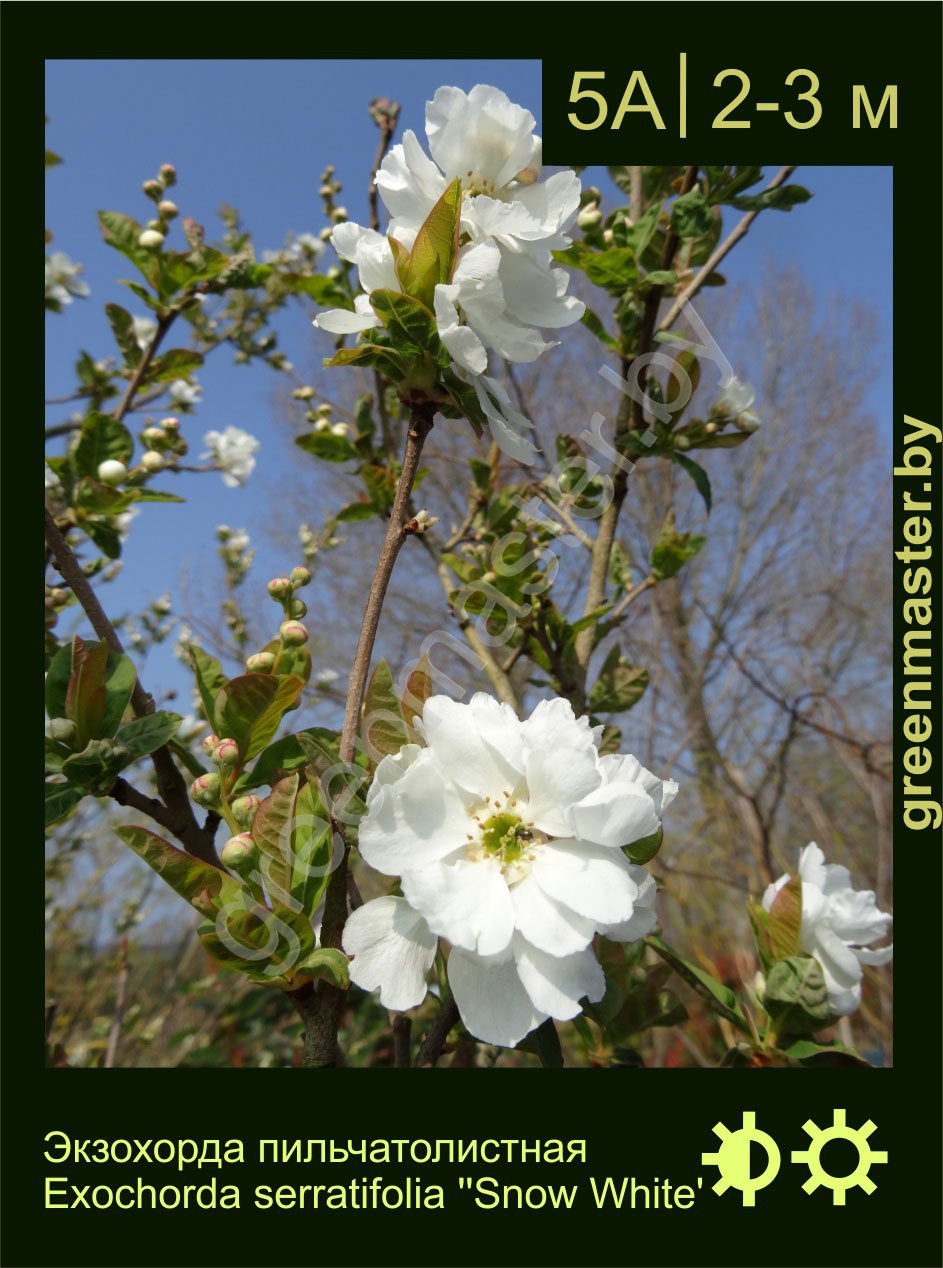 Экзохорда-пильчатолистная-Exochorda-serratifolia-'Snow-White'