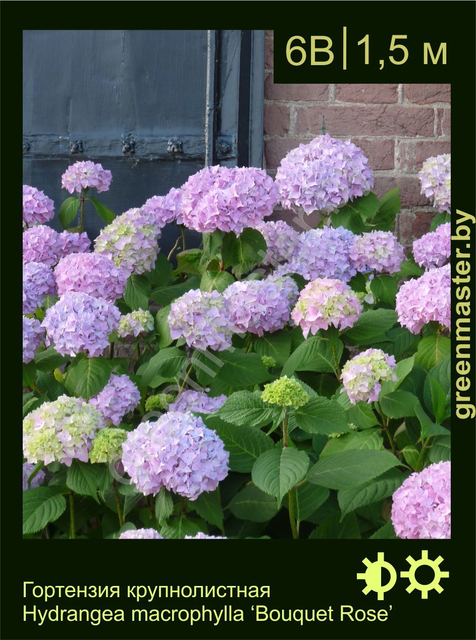 Гортензия-крупнолистная-Hydrangea-macrophylla-‘Bouquet-Rose’