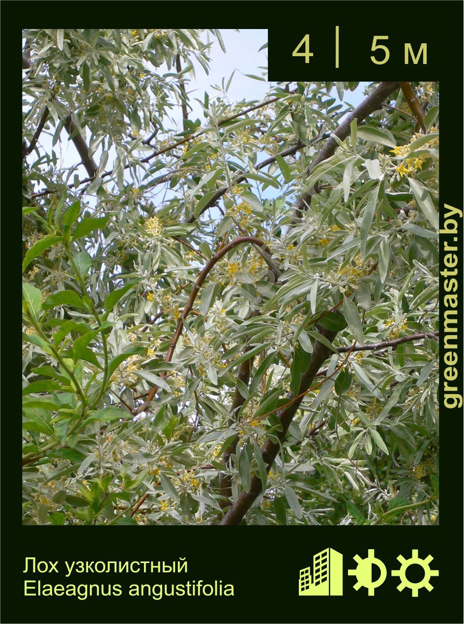 Лох-узколистный-Elaeagnus-angustifolia