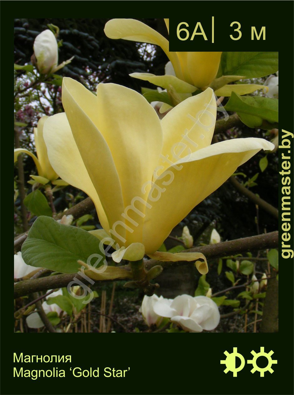 Магнолия-Magnolia-‘Gold-Star’