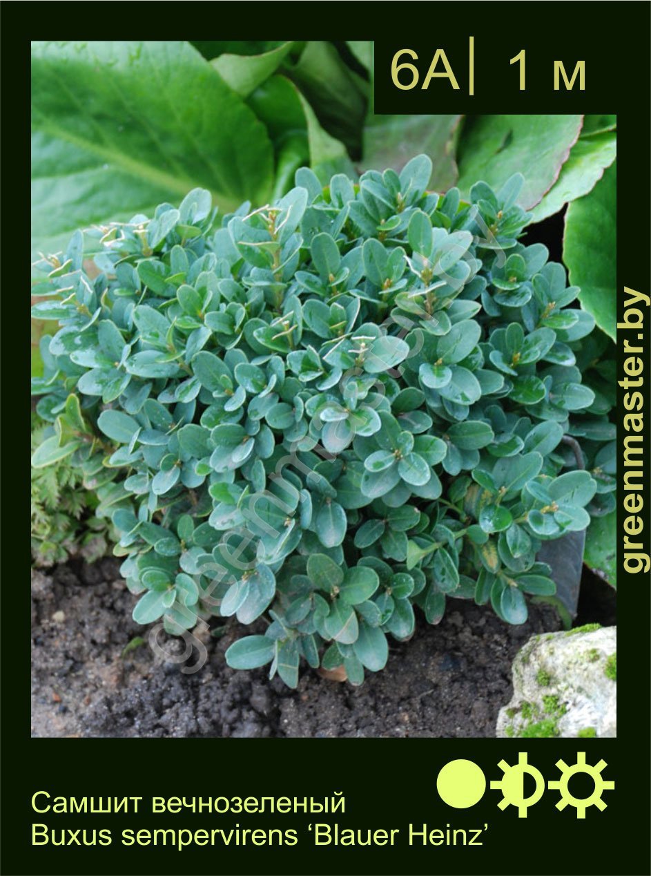 Самшит-вечнозеленый-Buxus-sempervirens-‘Blauer-Heinz’
