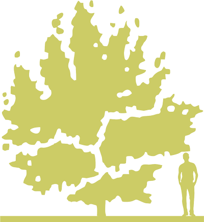 4-siluet-klen-yasenelistnyy-acer-negundo-tadeucz-szymanowski.png