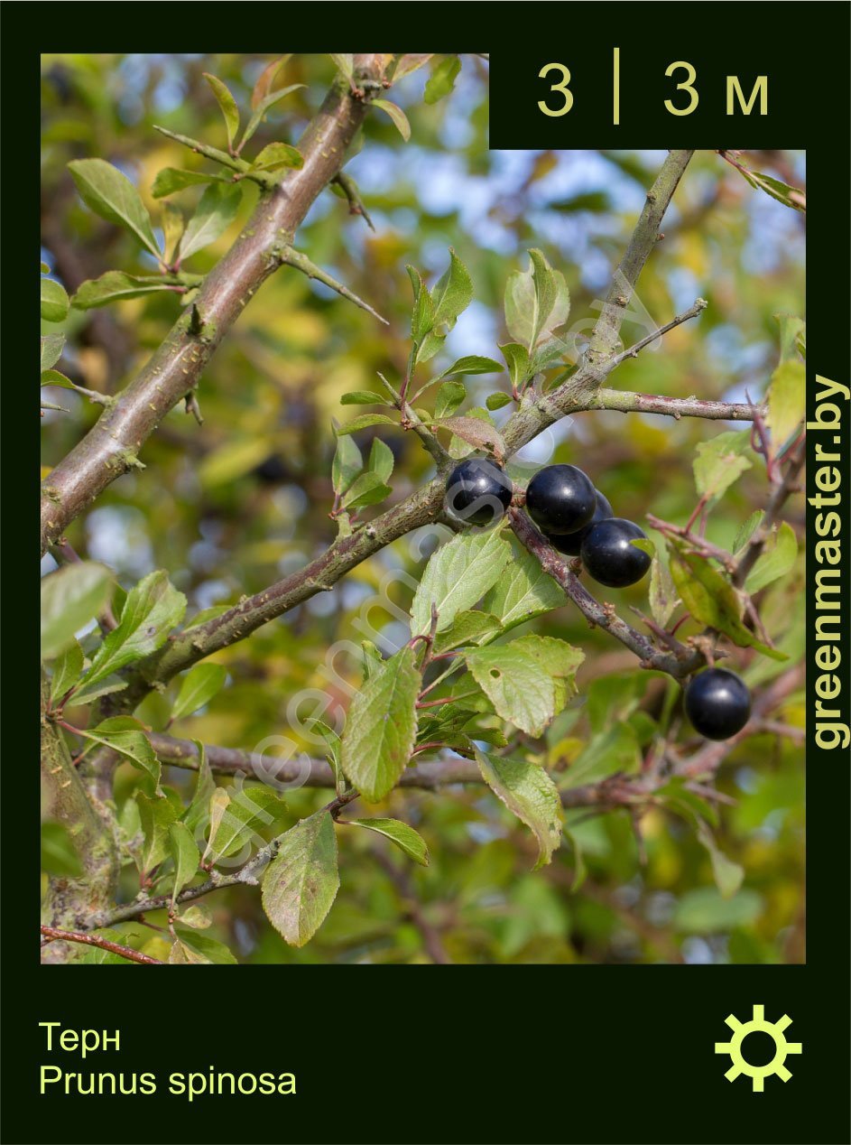 Терн-Prunus-spinosa