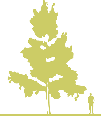 4-topol-kanadskiy-populus-canadensis-serotina-aurea-siluet.png