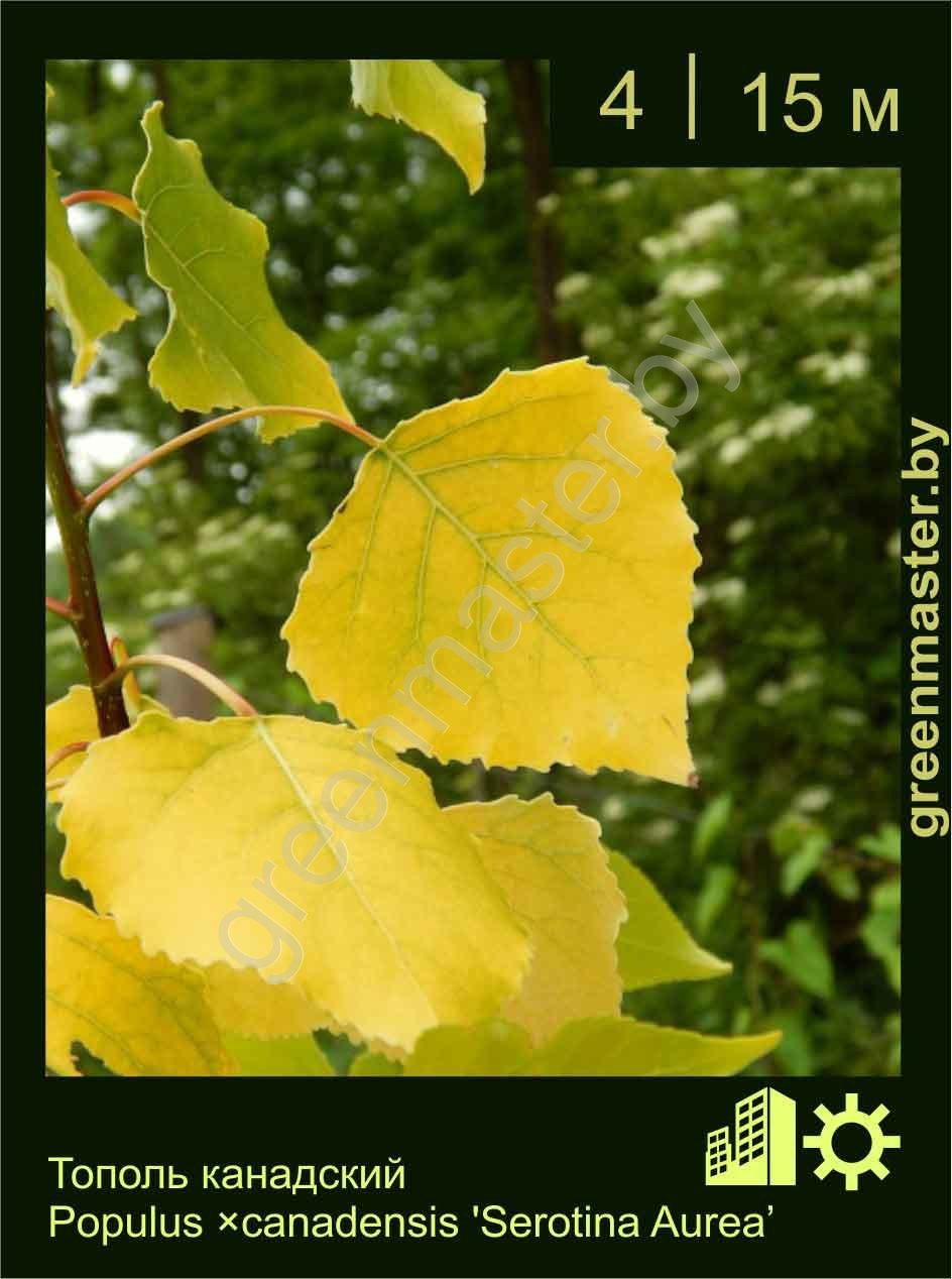 Тополь-канадский-Populus-×canadensis-'Serotina-Aurea'