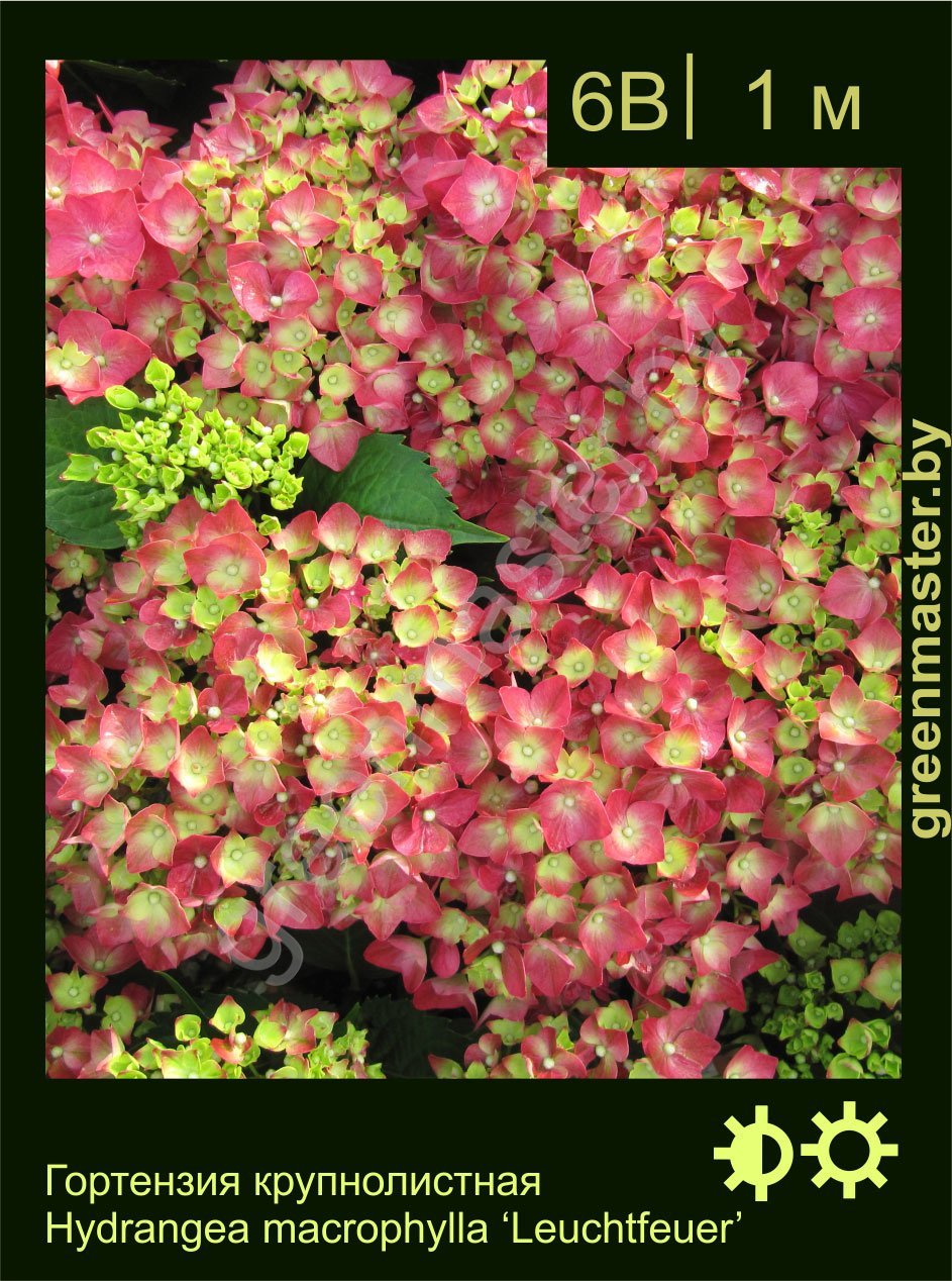 Гортензия-крупнолистная-Hydrangea-macrophylla-‘Leuchtfeuer’