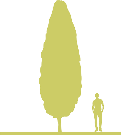 5-grab-obyknovennyy-carpinus-betulus-frans-fontaine-siluet.png
