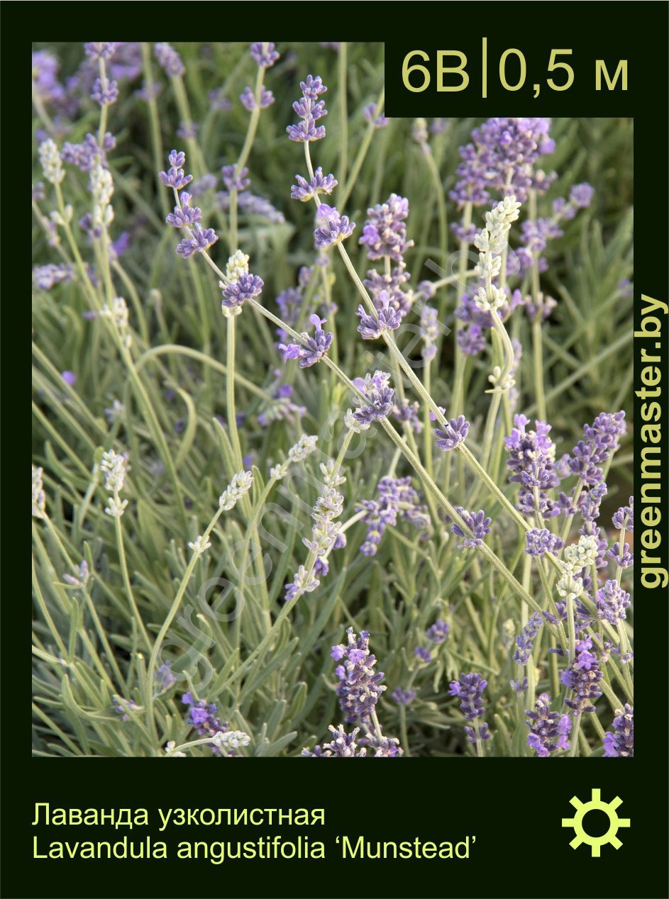 Лаванда-узколистная-Lavandula-angustifolia-‘Munstead’