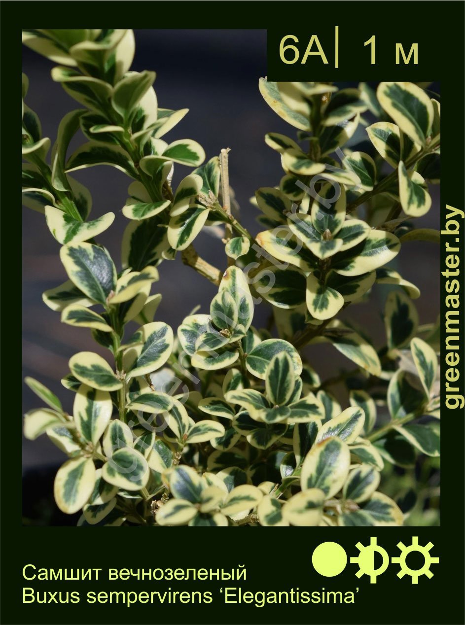 Самшит-вечнозеленый-Buxus-sempervirens-‘Elegantissima’