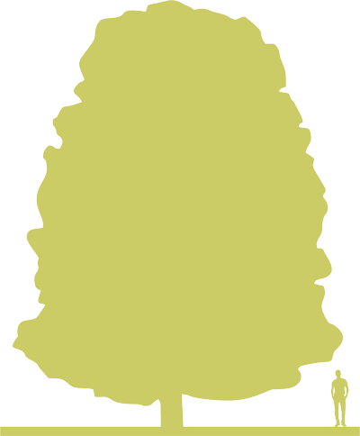 5-siluet-kashtan-konskiy-aesculus-hippocastanum-baumannii.png