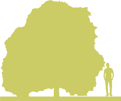 5-siluet-klen-yasenelistnyy-acer-negundo-variegatum.png