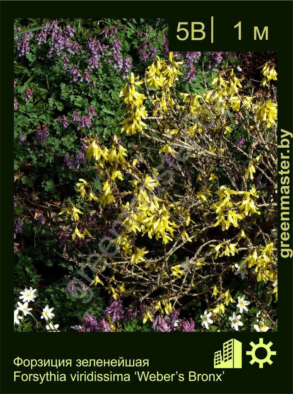 Форзиция-зеленейшая-Forsythia-viridissima-‘Weber’s-Bronx’