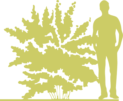 6-puzyreplodnik-kalinolistnyj-physocarpus-opulifolius-nugget-siluet.png